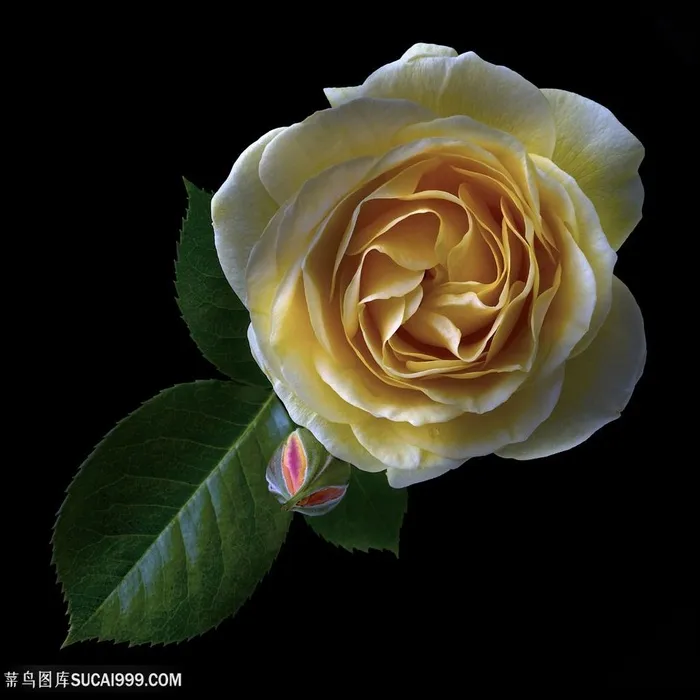 超高清盛开的黄玫瑰鲜花图片玫瑰花图片
