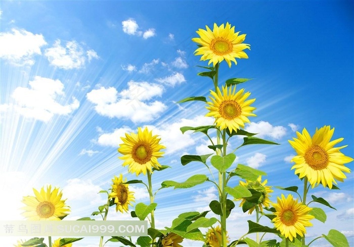 高清向日葵花朵素材背景图片下载 菜鸟图库 高清向日葵花朵素材背景图片下载 菜鸟图库
