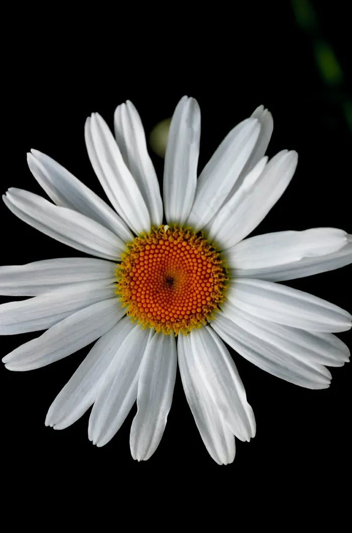 盛开的白色雏菊图片