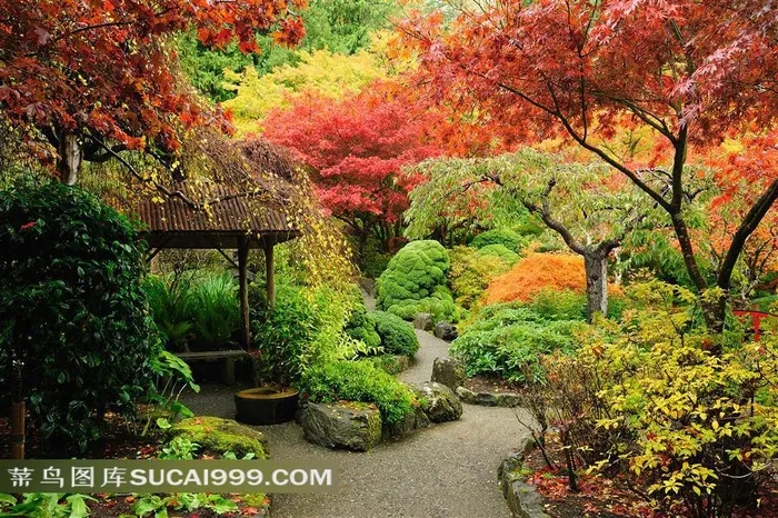 植物园里绚丽色彩树木摄影高清图片