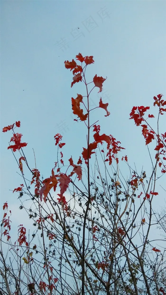 枫树枝上火红的枫叶