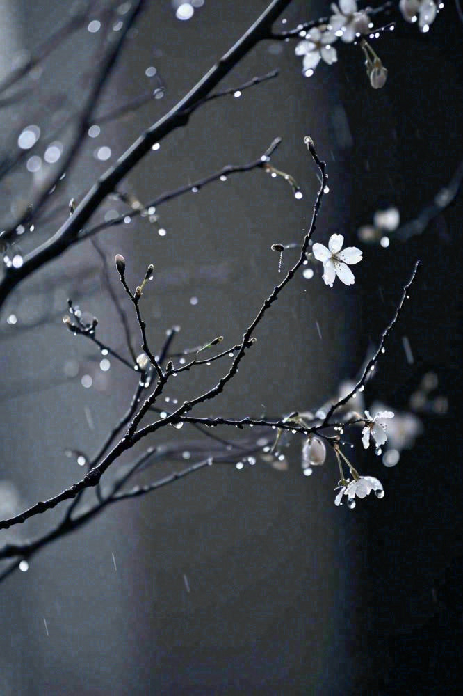 冬天雪花枝叶植物简约意境，冬季小雪大雪冬至摄影图