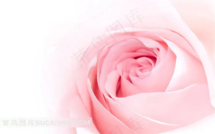 唯美粉玫瑰鲜花精美壁纸