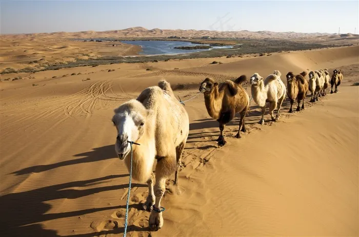 沙漠中的骆驼团队图