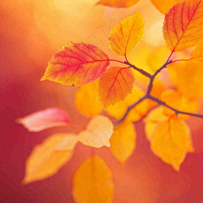 秋天秋意黄色落叶枫叶意境，秋分立秋摄影图