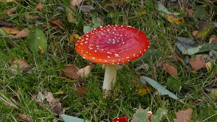漂亮红蘑菇图片