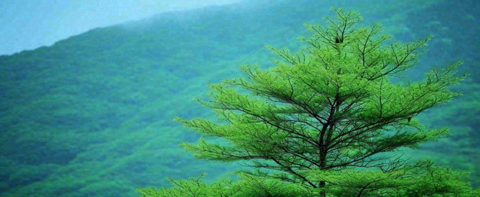 绿色树冠，绿色森林山脉，春天摄影图