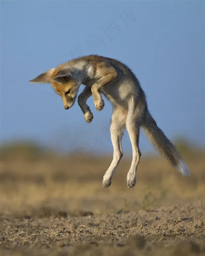 跳起的小狐狸图片动物大全