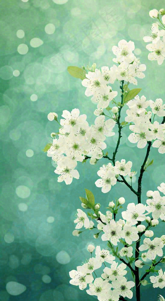 春天枝头上开满花朵，春分摄影图