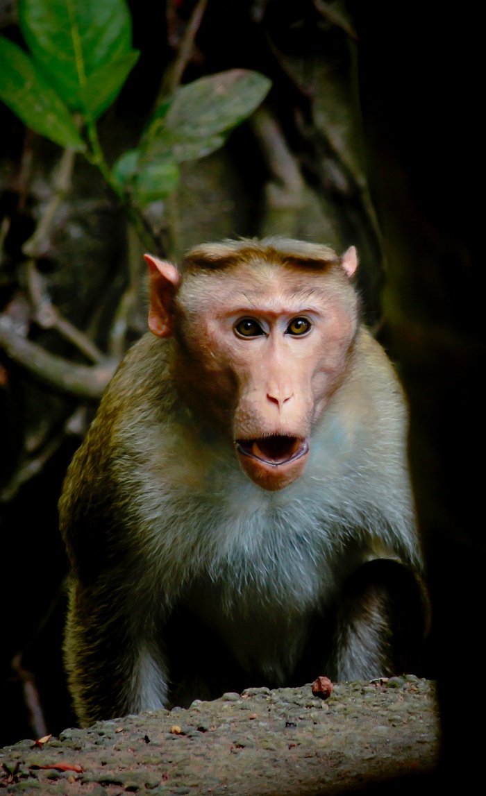 惊讶猴子表情包图片