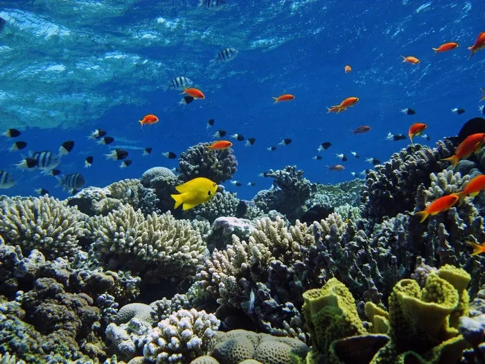 海洋海底珊瑚海水鱼