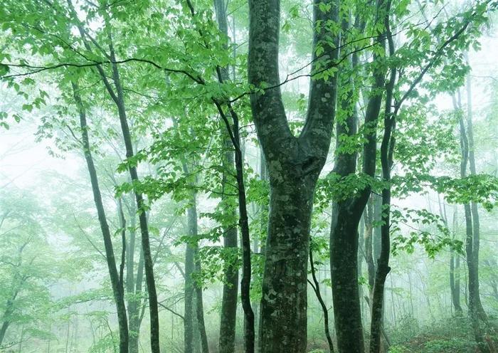 森林的树缝穿过的光环境