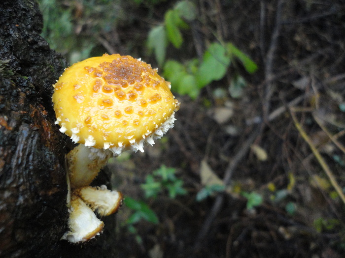 17种常见毒蘑菇有毒图片