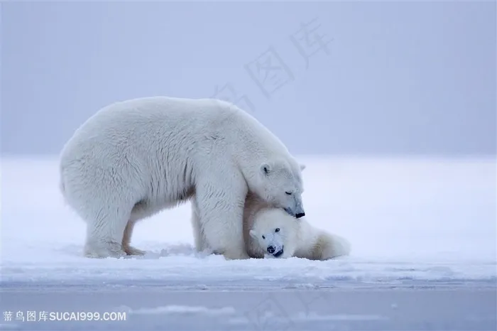 拥抱小北极熊的大北极熊图片海洋动物图片素材