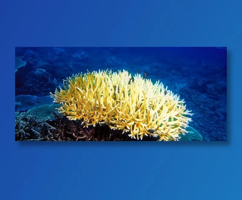 浅色深海草珊瑚