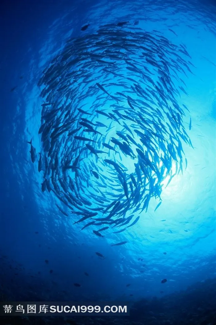 海洋鱼类深海鱼群素材鱼图片