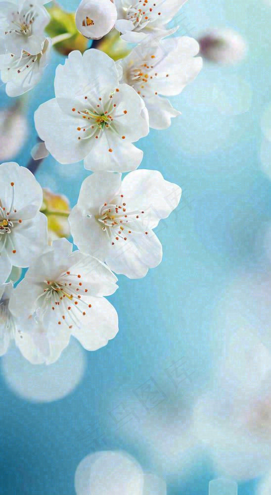 蓝色浪漫白色樱花花朵枝叶，立春惊蛰春分摄影图