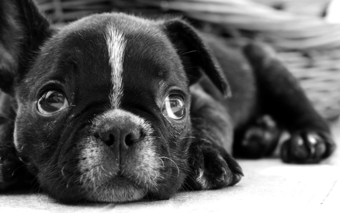 小黑狗表情图图片