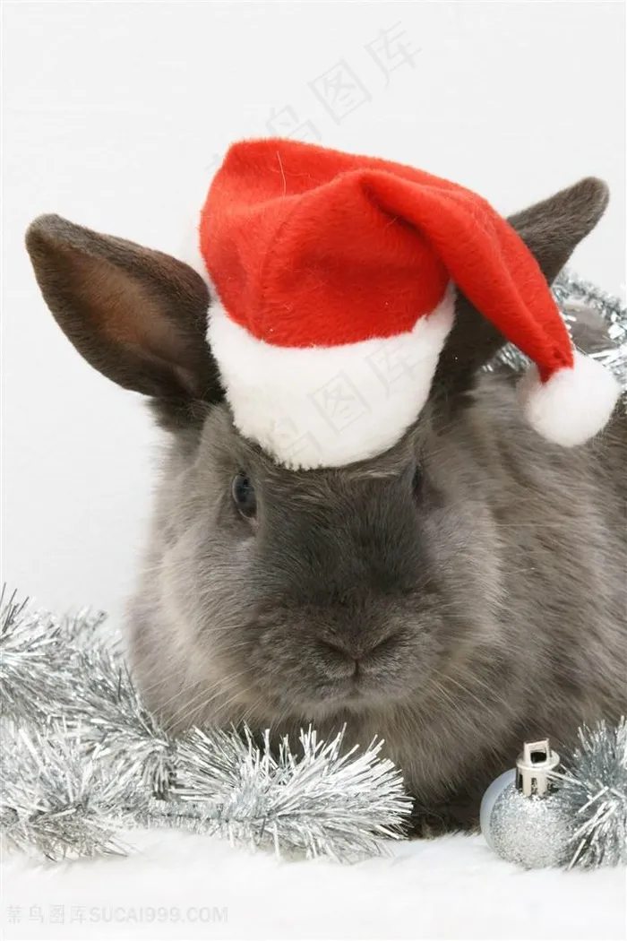 戴圣诞帽的灰兔子图片