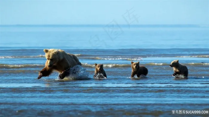 动物熊海景壁纸