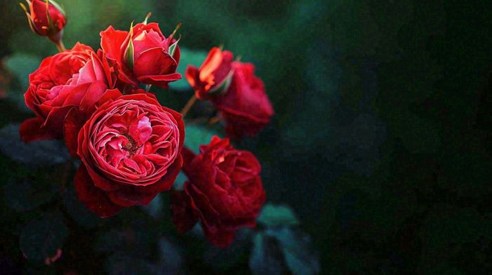 红玫瑰鲜花艳丽，花朵暗黑摄影图