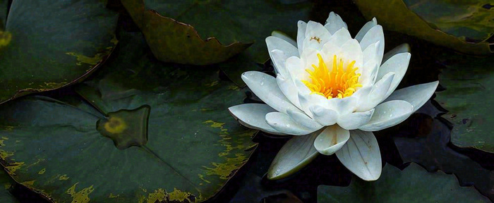 夏天荷花池荷叶白荷花睡莲特写，夏至小暑大暑摄影图