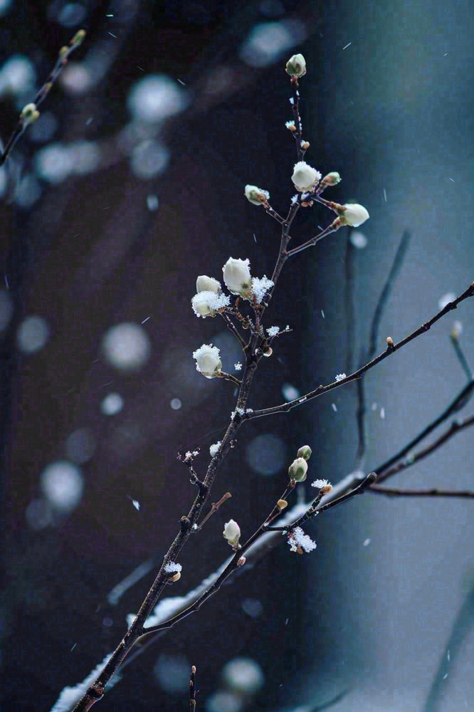 冬天雪花枝叶植物简约意境，冬季小雪大雪冬至摄影图