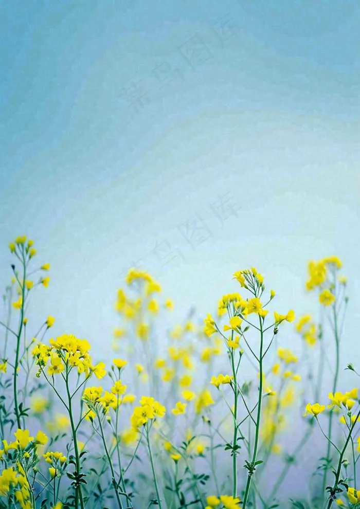 春天黄色的小花，春风，春分，油菜花