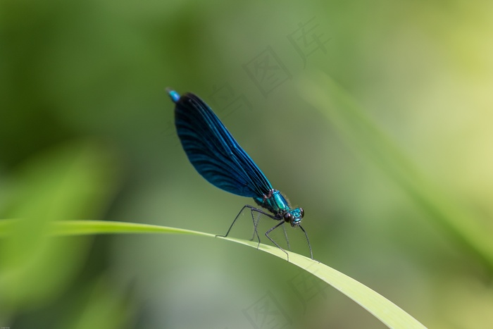 蓝色妖姬蜻蜓图片大全图片