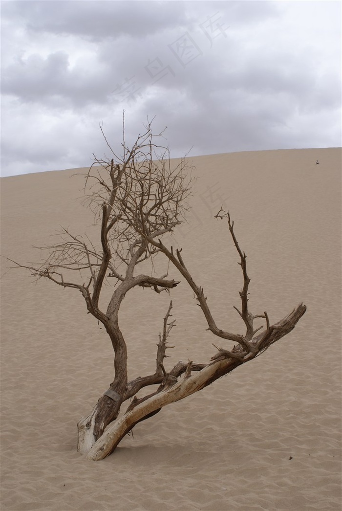 戈壁枯树图片素材 - 菜鸟图库