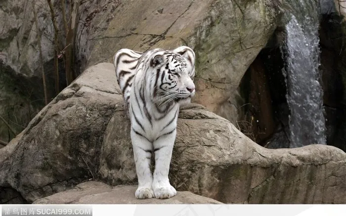 站在岩石上的白老虎