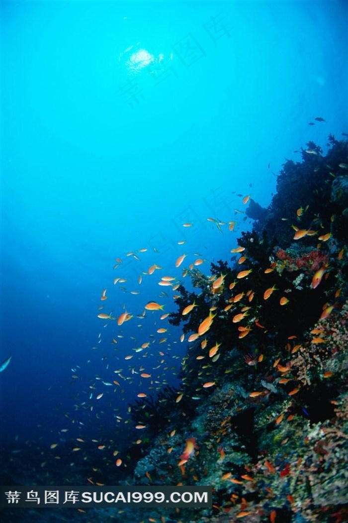 海洋鱼类深海鱼群高清摄影 菜鸟图库