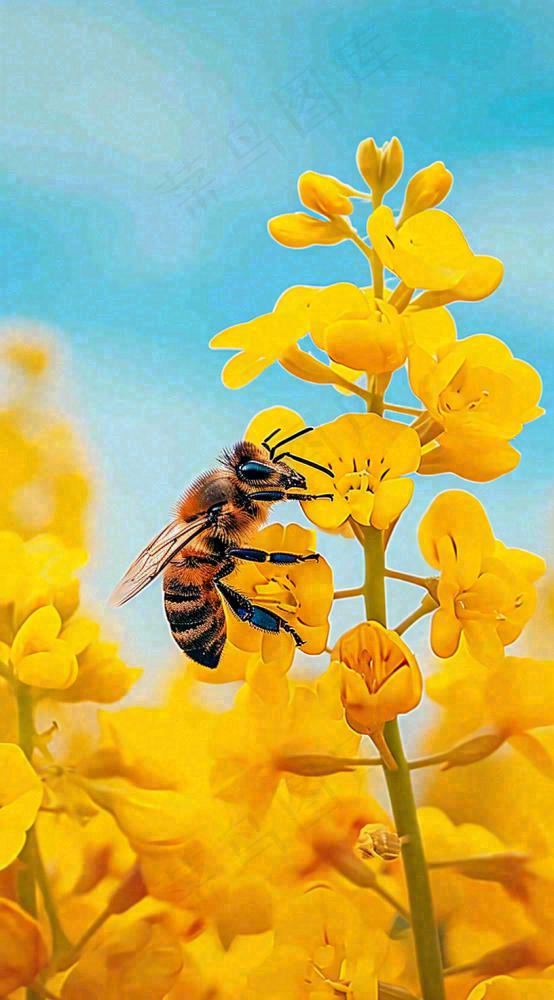 蓝天下蜜蜂在黄色花朵上，春天摄影图