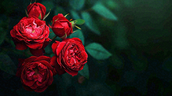 红玫瑰鲜花艳丽，花朵暗黑摄影图