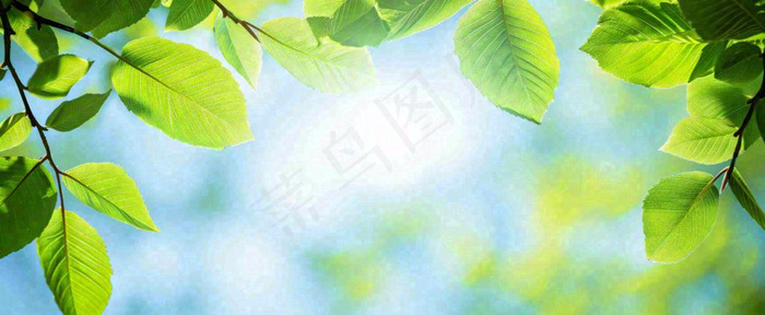 春天阳光绿叶嫩芽清新，立春春分摄影图