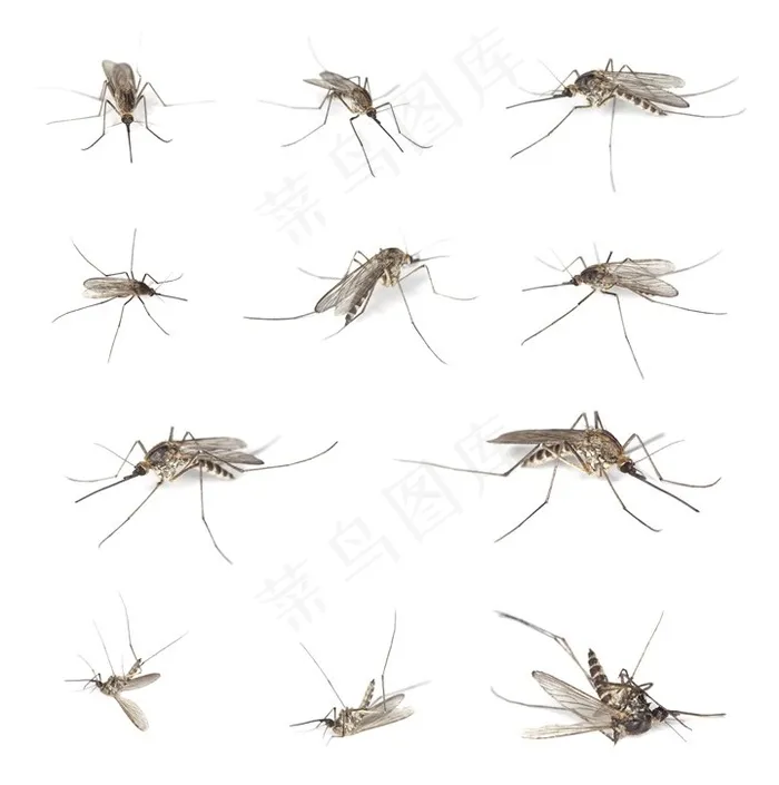 不同形态的蚊子高清图片