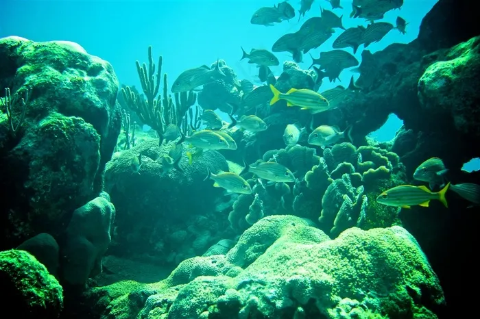 在珊瑚礁中游弋的鱼群摄影高清图片