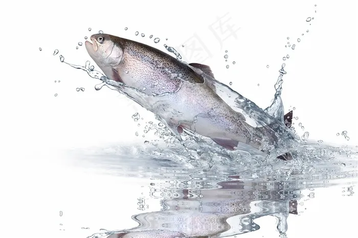 跳出水面的鱼高清图片