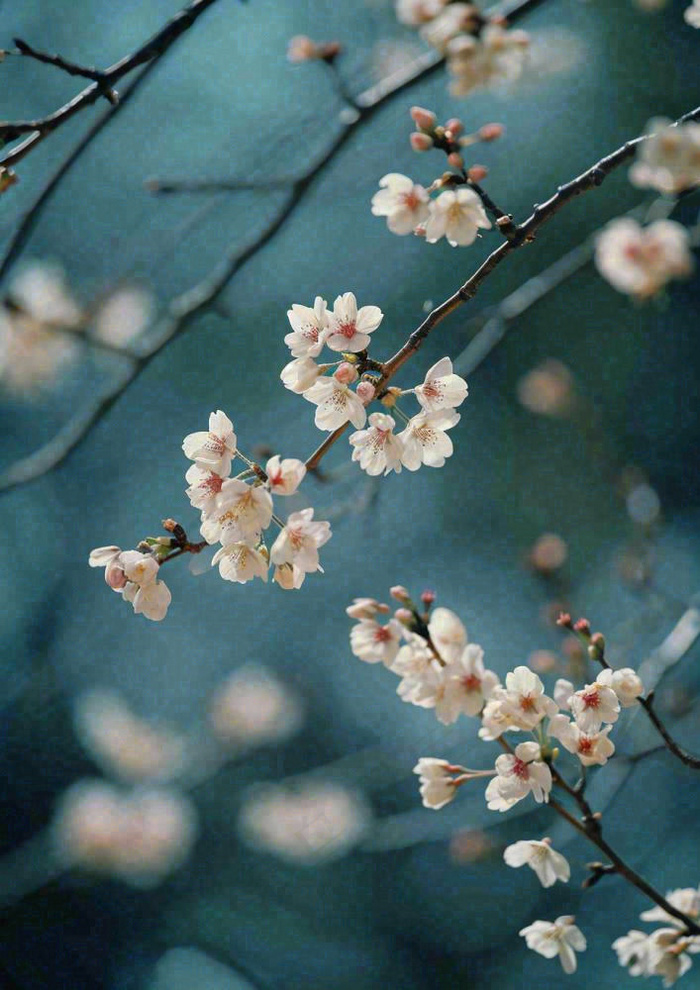 冬天浪漫白色花朵枝叶，冬季植物大雪小雪冬至新春摄影图