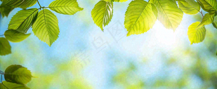 春天阳光绿叶嫩芽清新，立春春分摄影图