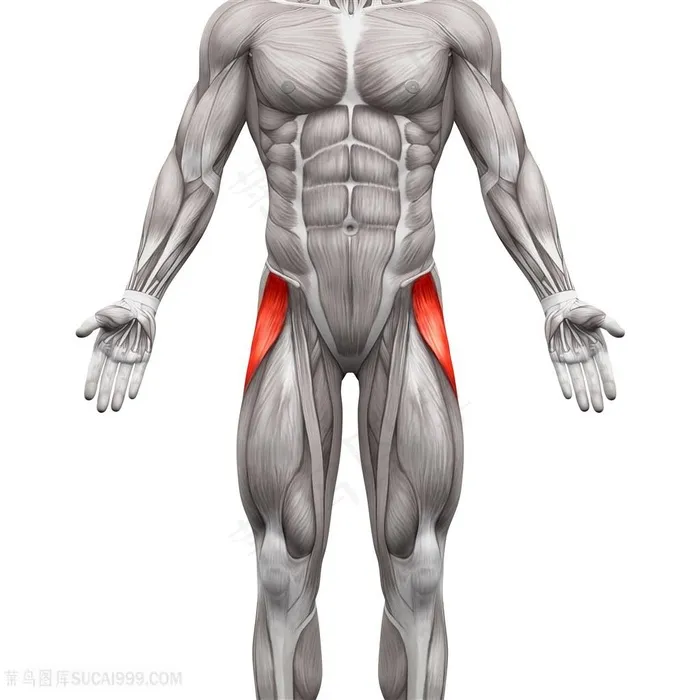 男士人体结构图片