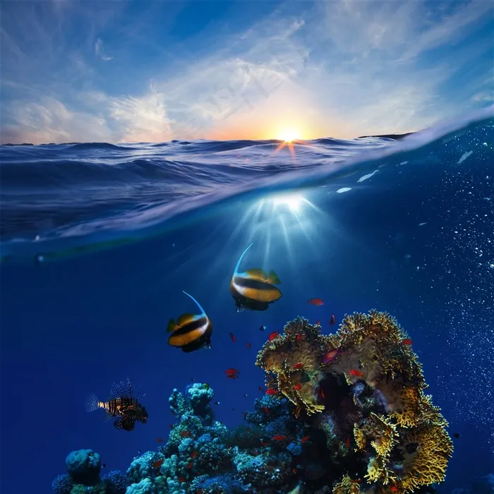 海洋系列 - 美丽的海洋珊瑚礁鱼类