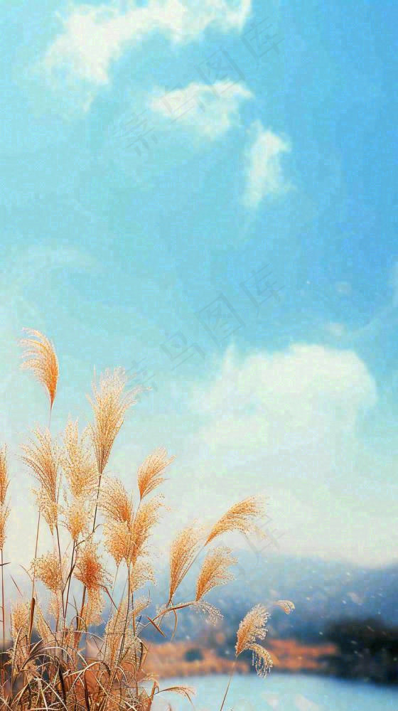 秋天蓝天户外芦苇草，立秋秋分摄影图