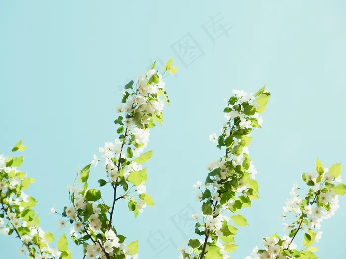 白色花树图片