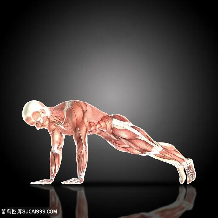 做俯卧撑人体全身肌肉透视图片