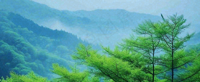 绿色树冠，绿色森林山脉，春天摄影图