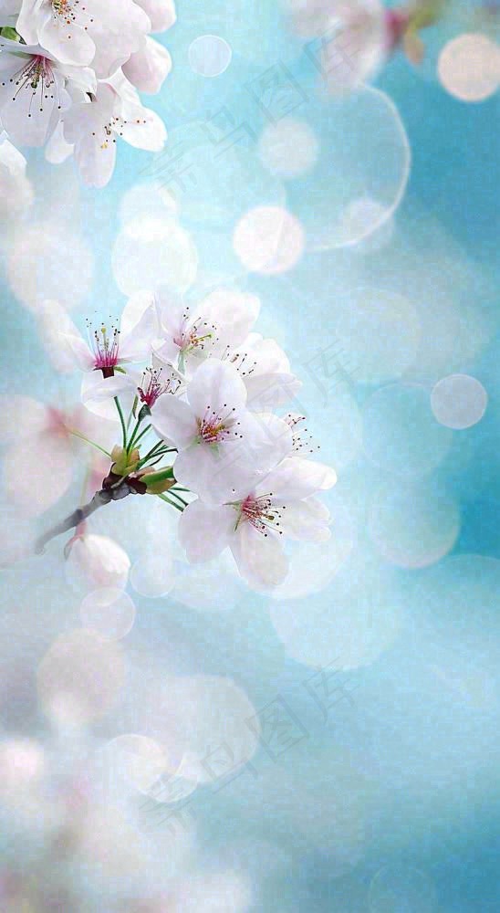 春天清新白色鲜花树枝，文艺新鲜浪漫摄影图