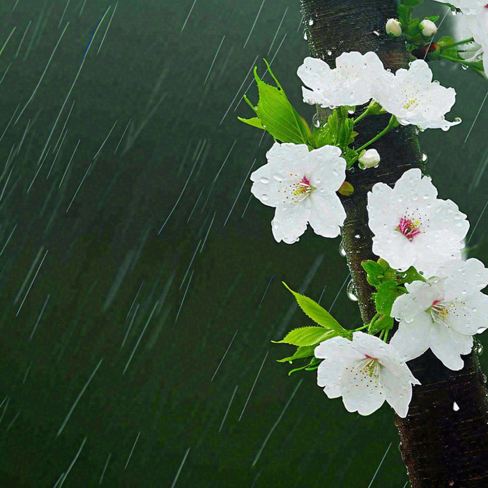 春天雨天白色花朵，雨水谷雨摄影图