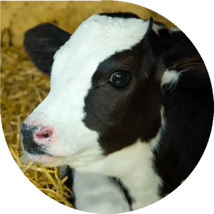 奶牛头像图标现代农业