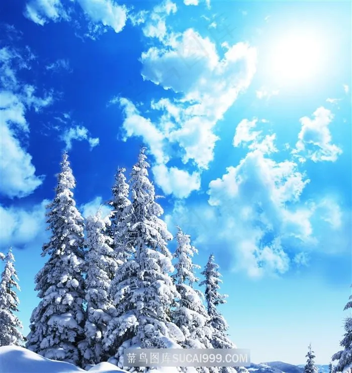 蓝天白云和美丽松树林风景图片